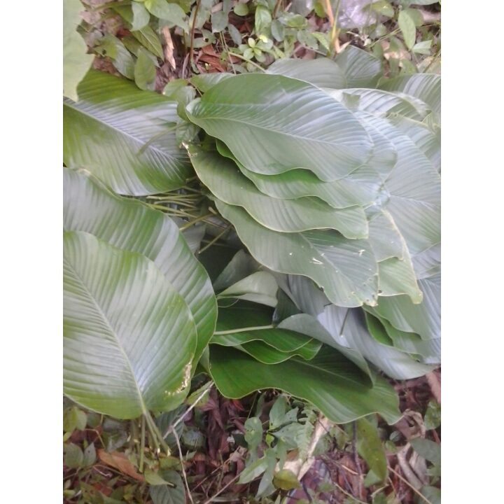 moimoi leaf