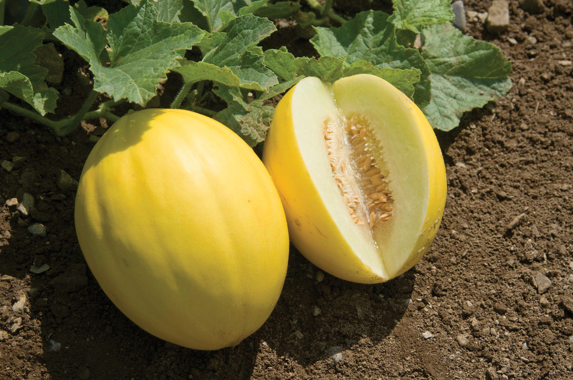 10 Important Facts You Should Know About Golden Melon