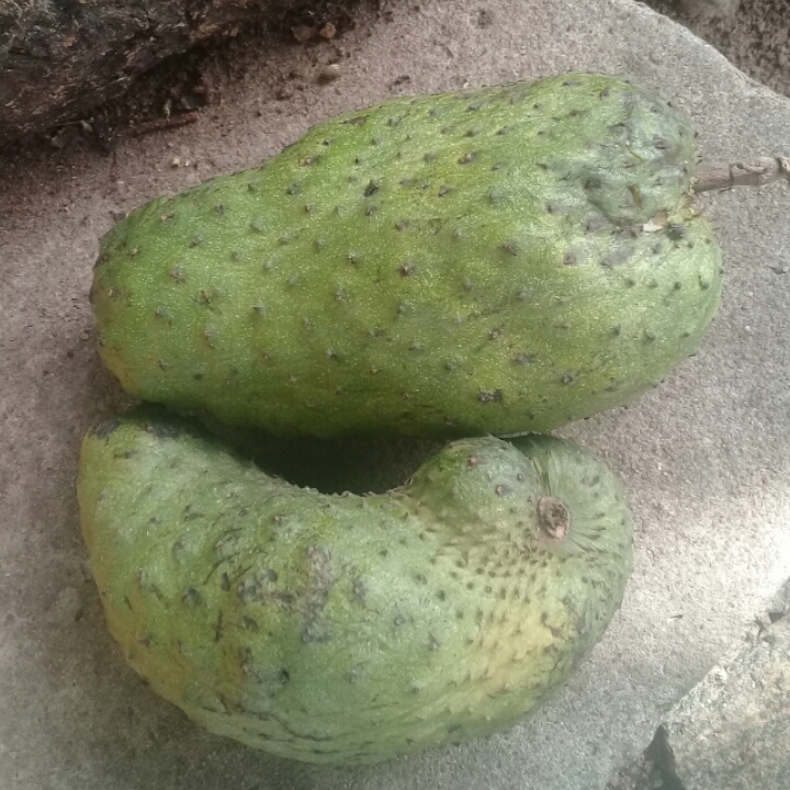 Important Facts To Know About SourSop